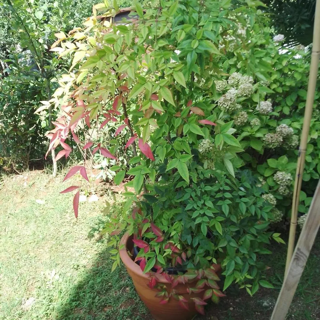Apartmani Donna Poreč 0*,